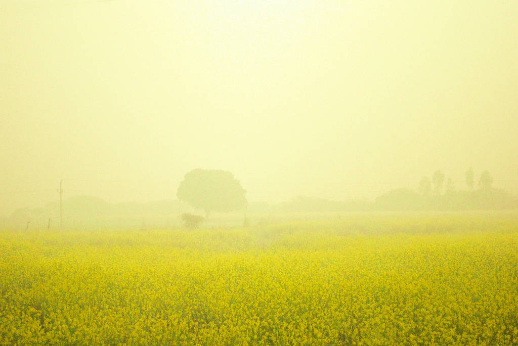 Balle! Balle! Vasant Panchami is here