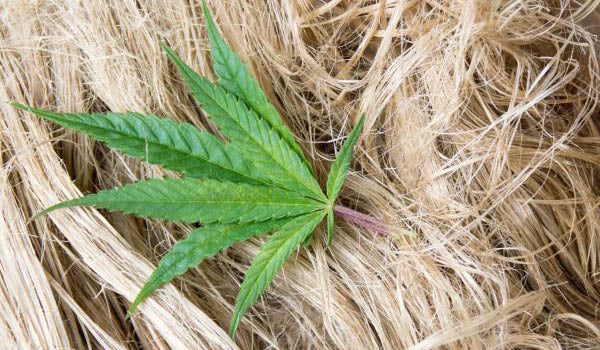 Linen or Hemp - excellent quality fibre fabrics – which would you prefer?