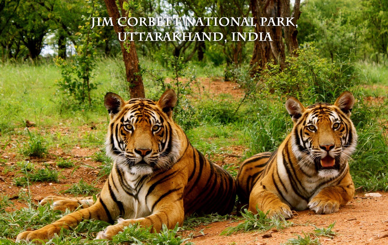 Including Jim Corbett National Park in your holiday