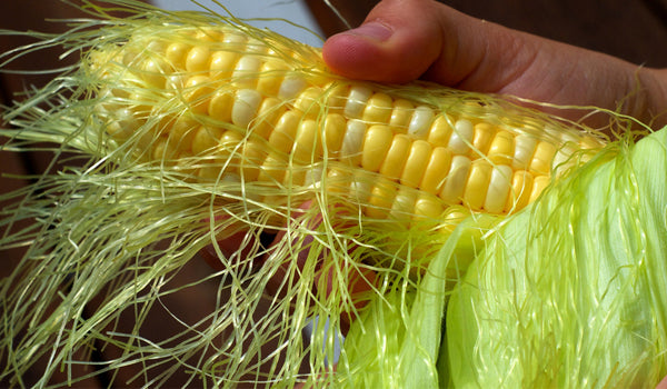 Corn fiber – an exciting addition to the world of fabrics