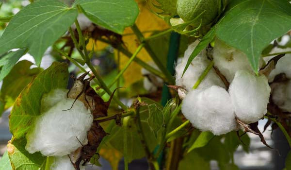 The Fascinating Journey of the wonderful Fibre called Cotton