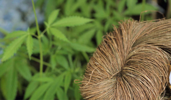 Hemp - a new and exciting fibre for Indian fabrics