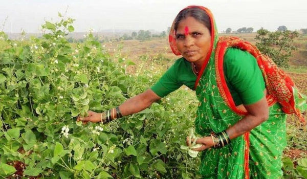 Rahibai Soma Popere – The ‘Seed Mother’ for her farming community