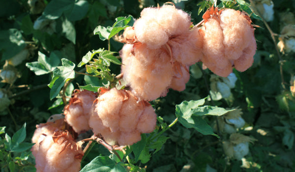 Naturally colored cottons – a regain in popularity