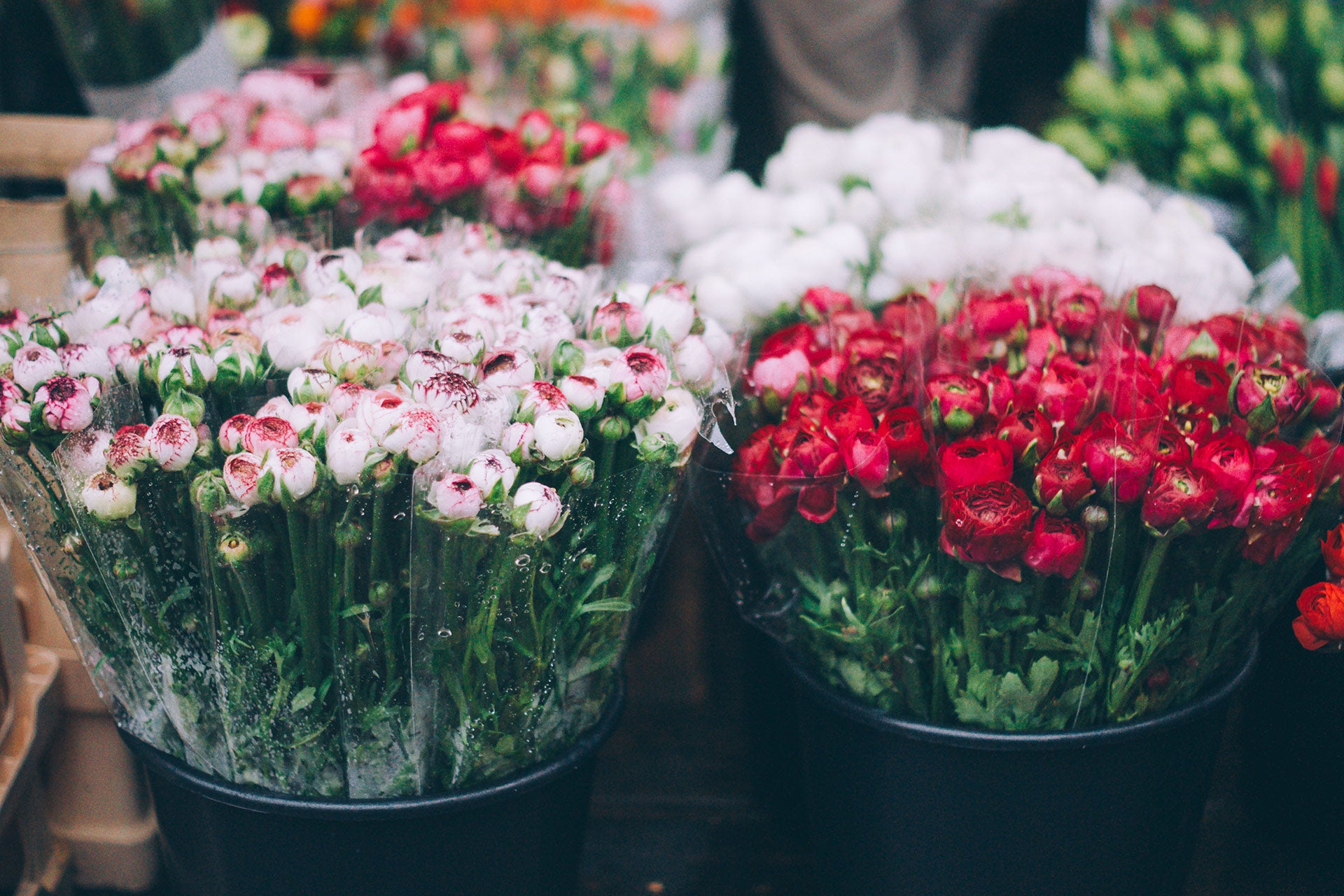 Flowers For A New Home